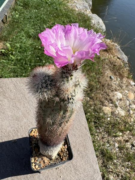 Echinocereus dasyacanthus